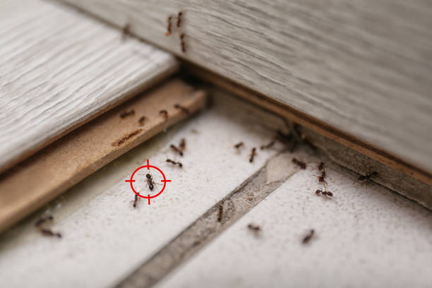 Best Commercial Pest Control Services  in Lynwood, CA